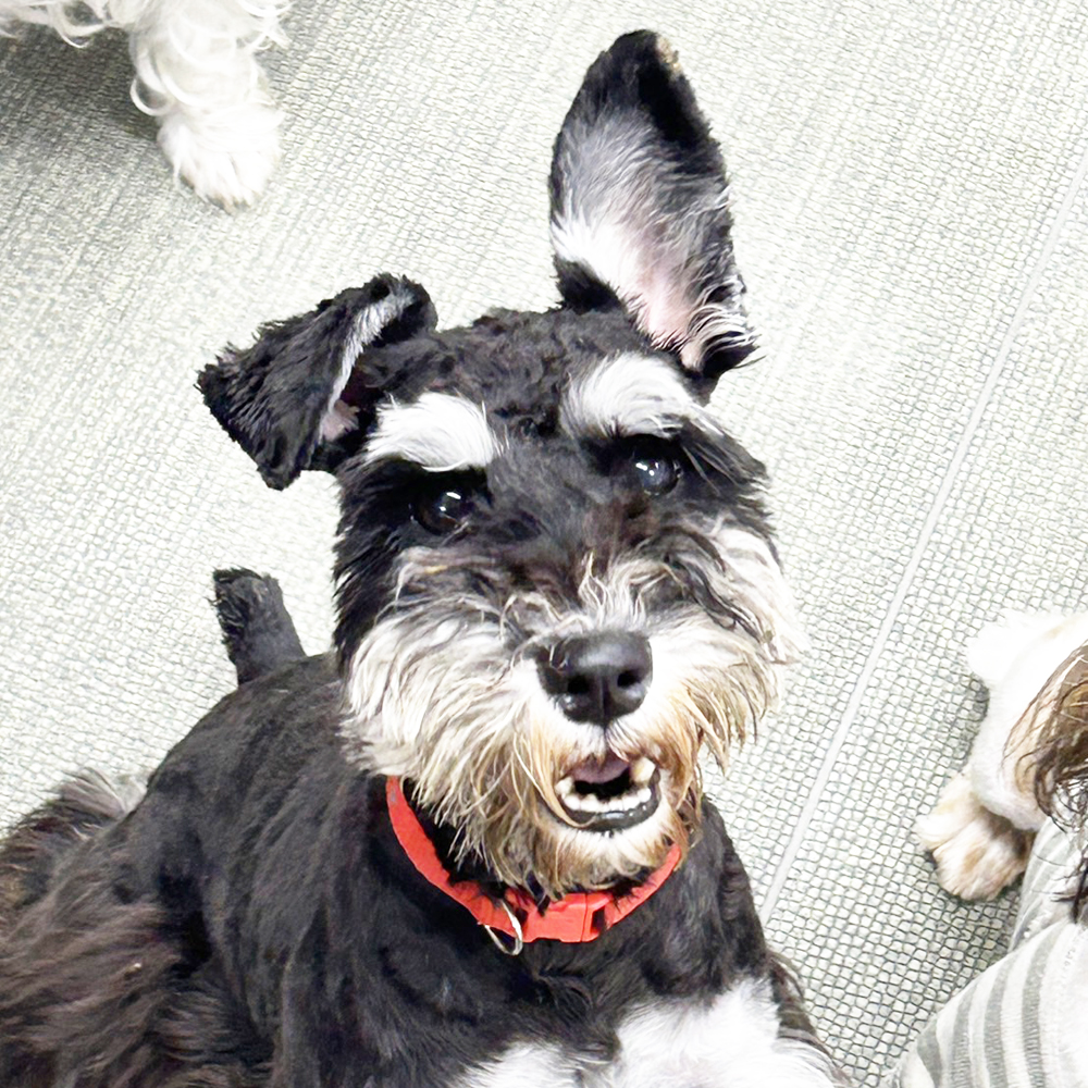 ☆生徒が撮影したモデル犬☆②
